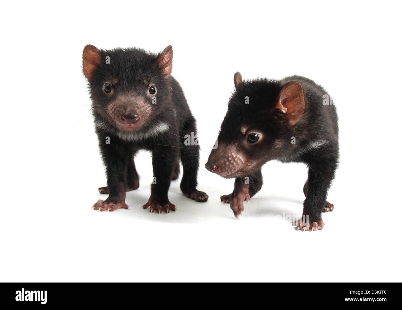 Tasmanian devil juveniles Stock Photo