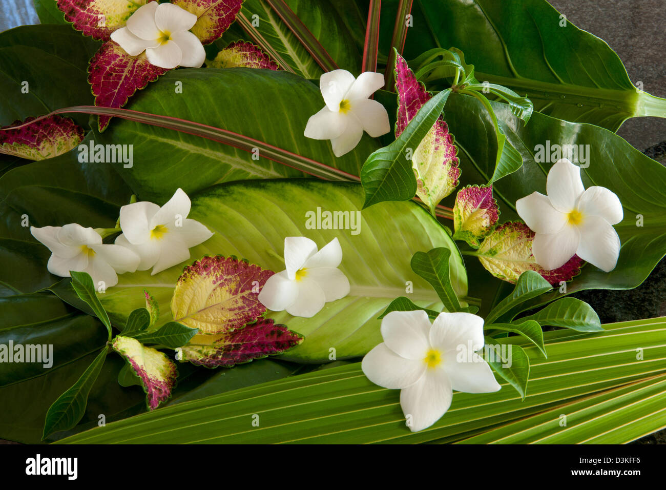 Frangipani flowers and coconut leaves Stock Photo Alamy