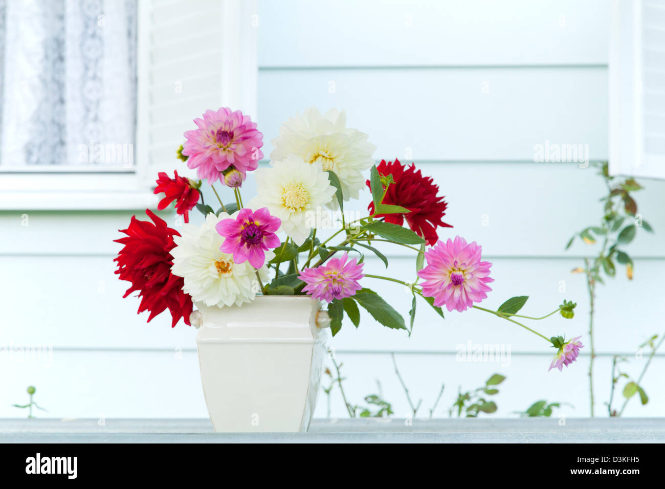 Dahlia flowers in a vase Stock Photo Alamy