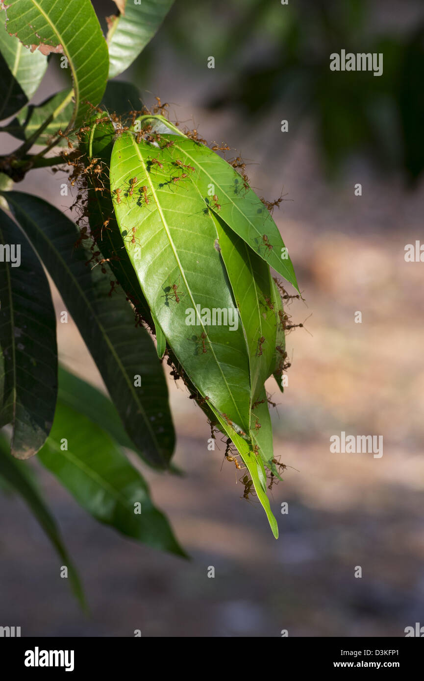 Oecophylla smaragdina. Weaver ant nest on a mango tree. Andhra Pradesh, India Stock Photo