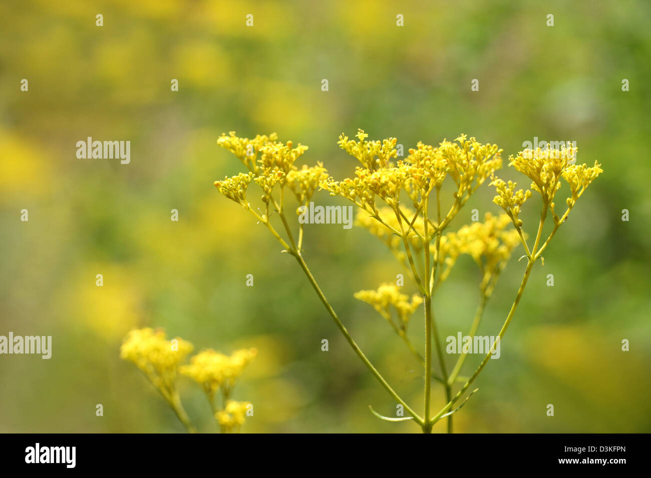 Golden Lace flowers Stock Photo - Alamy