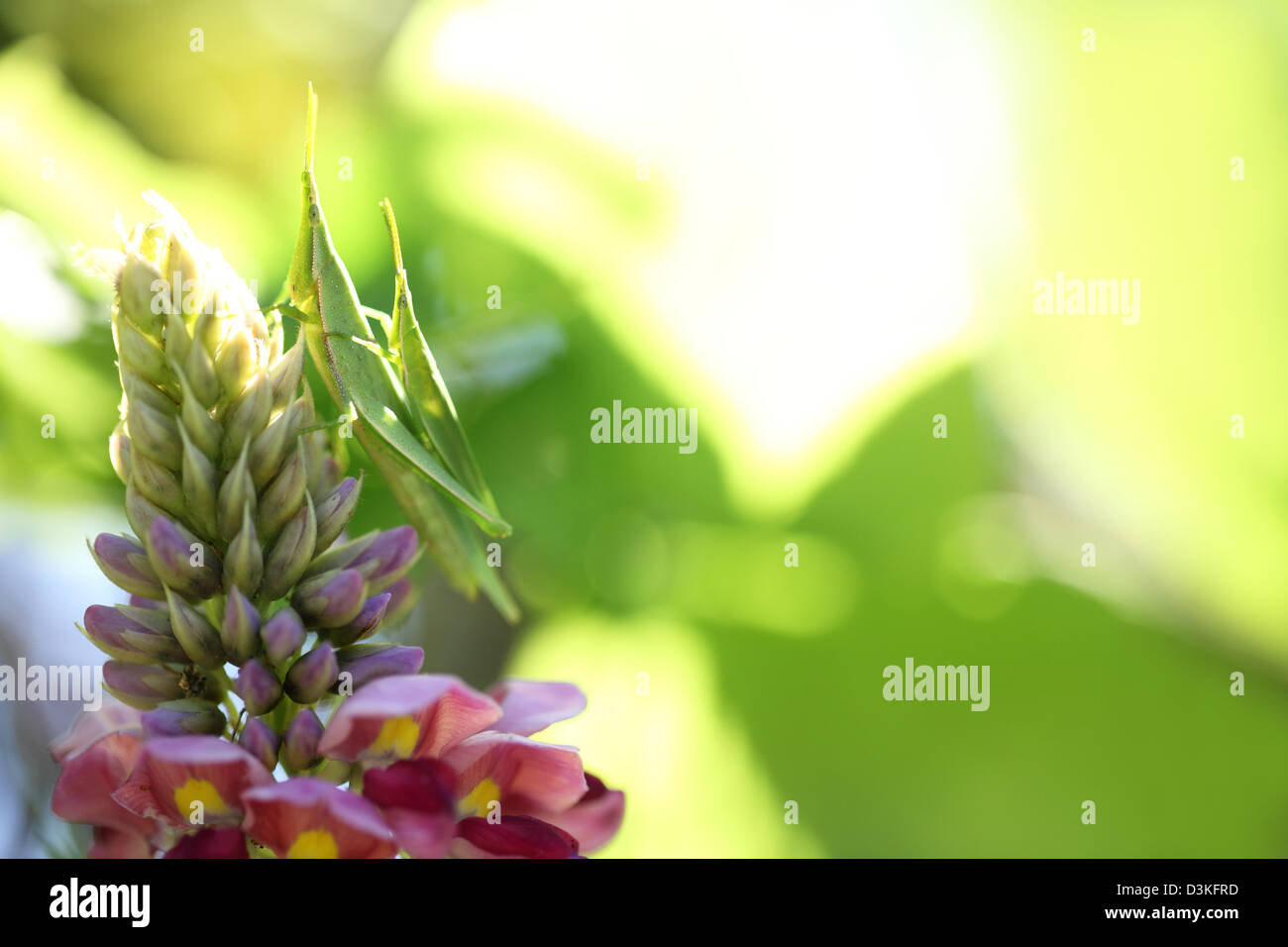 Kudzu plant hi-res stock photography and images - Alamy