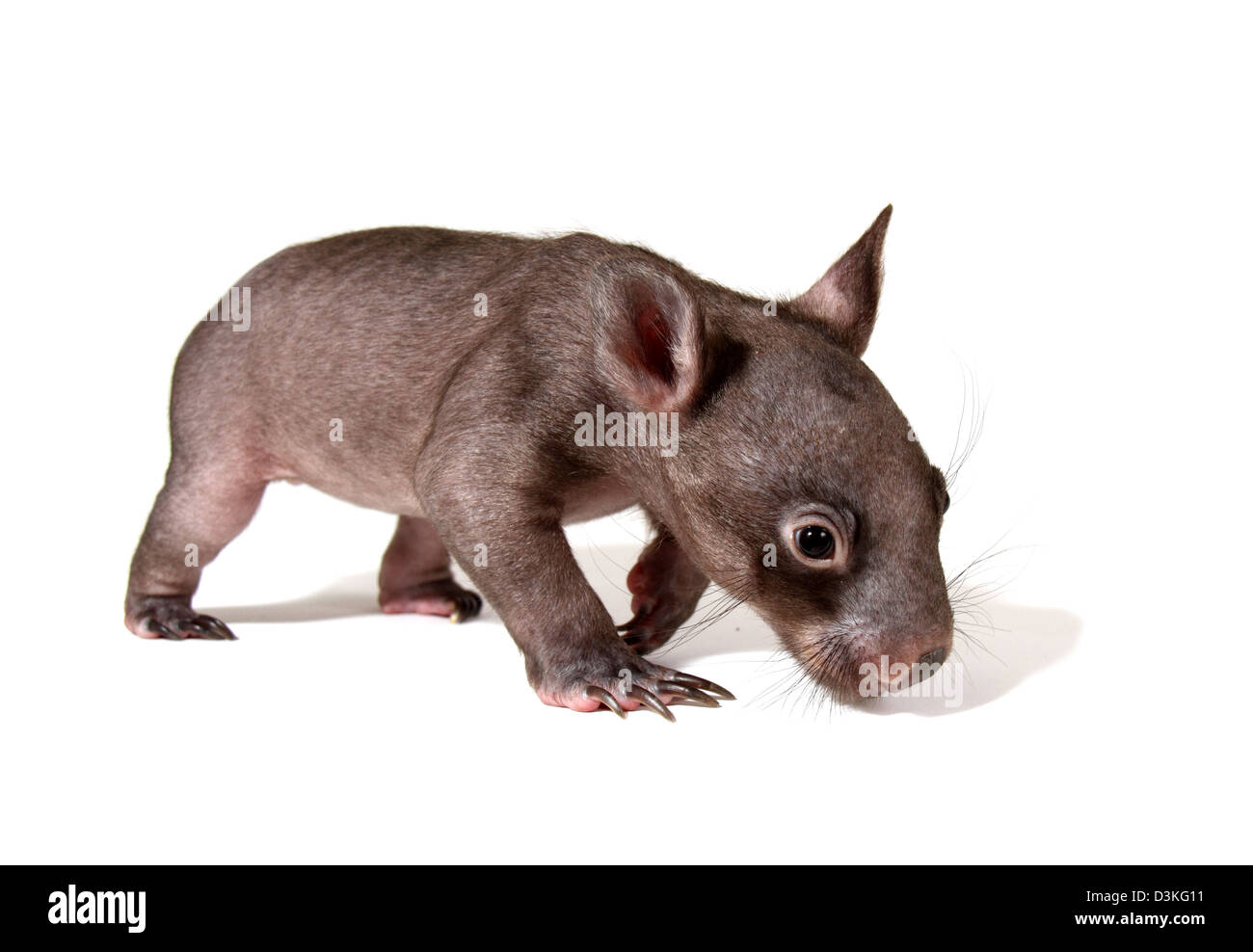 Infant Marsupial High Resolution Stock Photography And Images Alamy