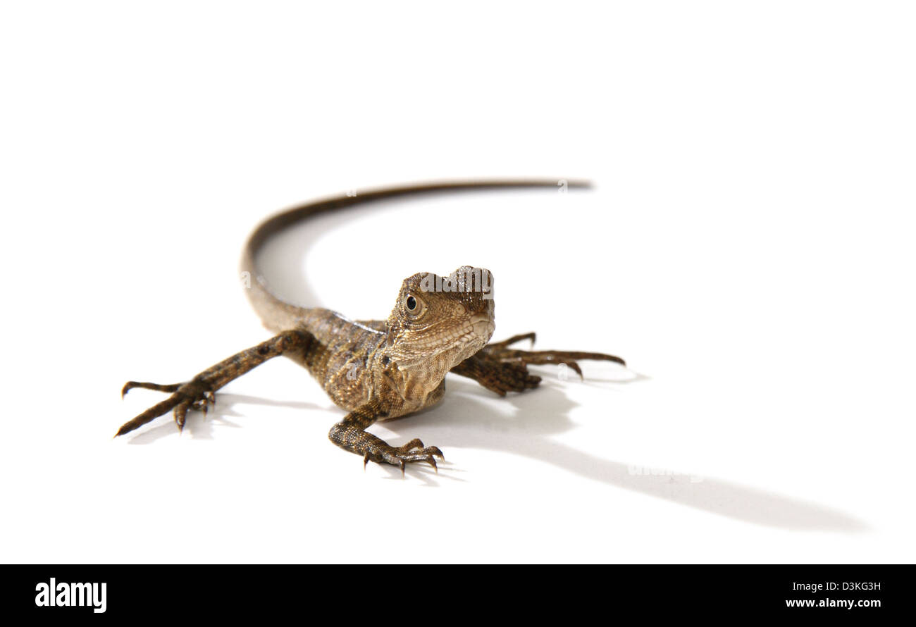 Eastern water dragon juvenile Stock Photo Alamy