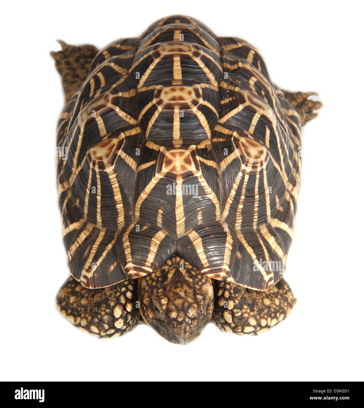 Indian star tortoise Geochelone elegans photographed in a studio suitable for cut-out Stock Photo