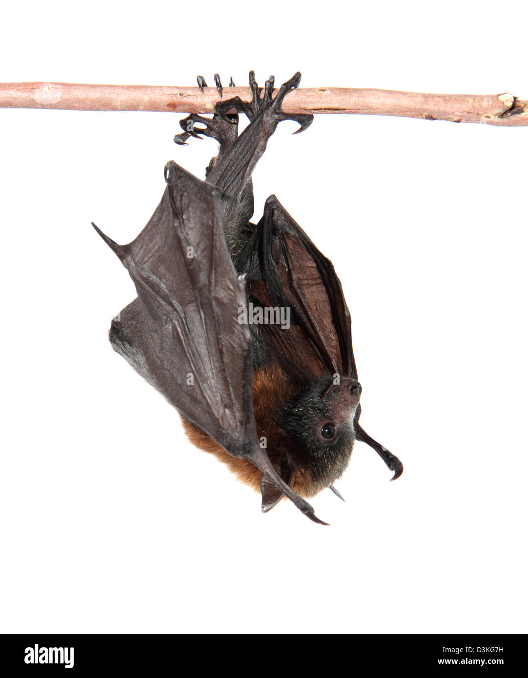 Marsupial bat Cut Out Stock Images & Pictures Alamy