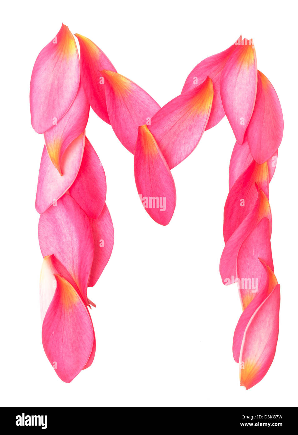 Letter M Made From Beauty Flower Petals On White Stock Photo