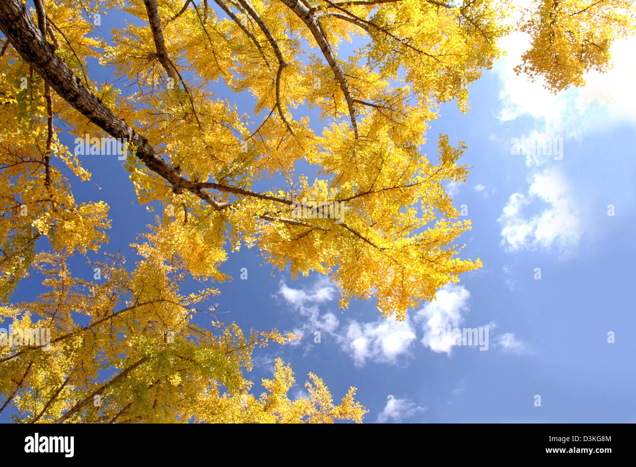 Yellow leaves and blue sky with clouds Stock Photo - Alamy