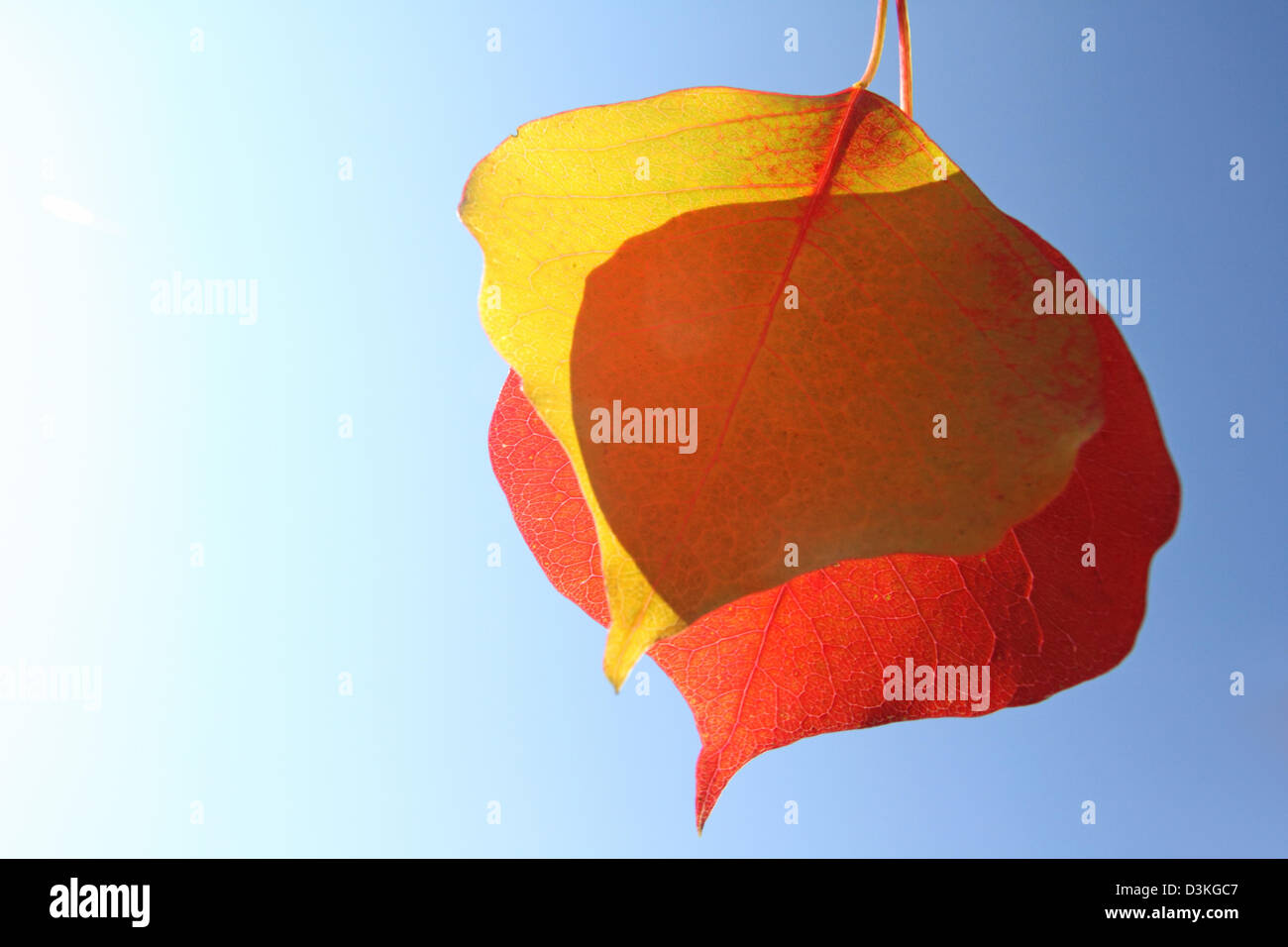 Chinese tallow autumn hi-res stock photography and images - Alamy