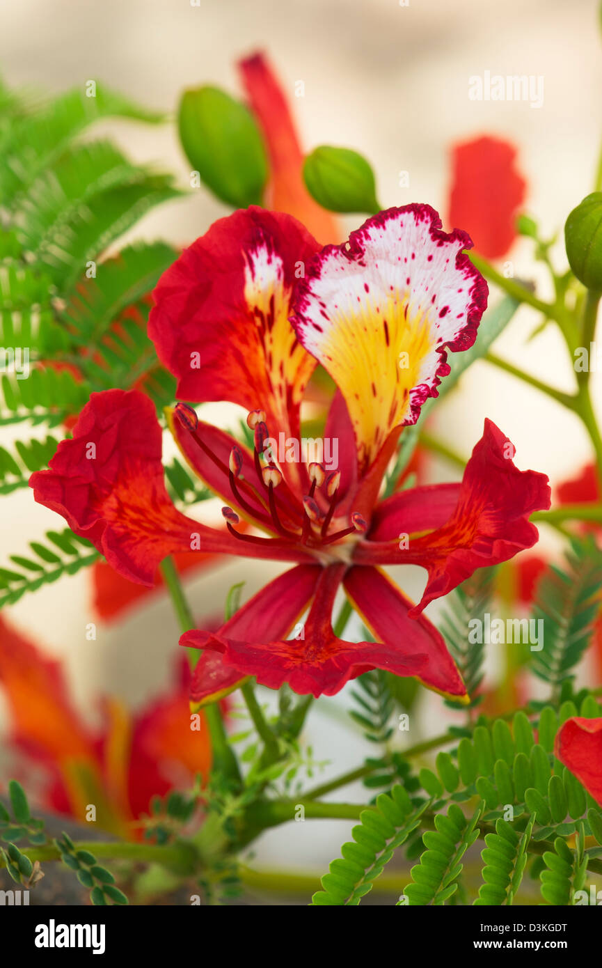 Delonix regia. Royal Poinciana. Peacock Flower. Flame of the forest tree flower in India Stock Photo