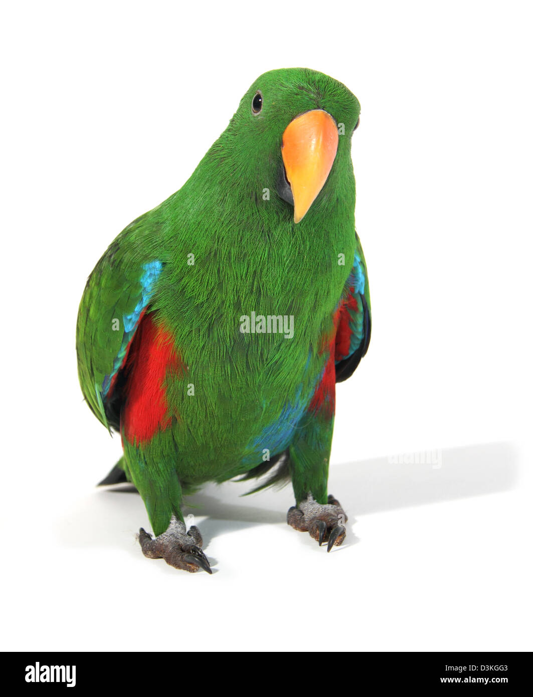 Eclectus parrot male Stock Photo