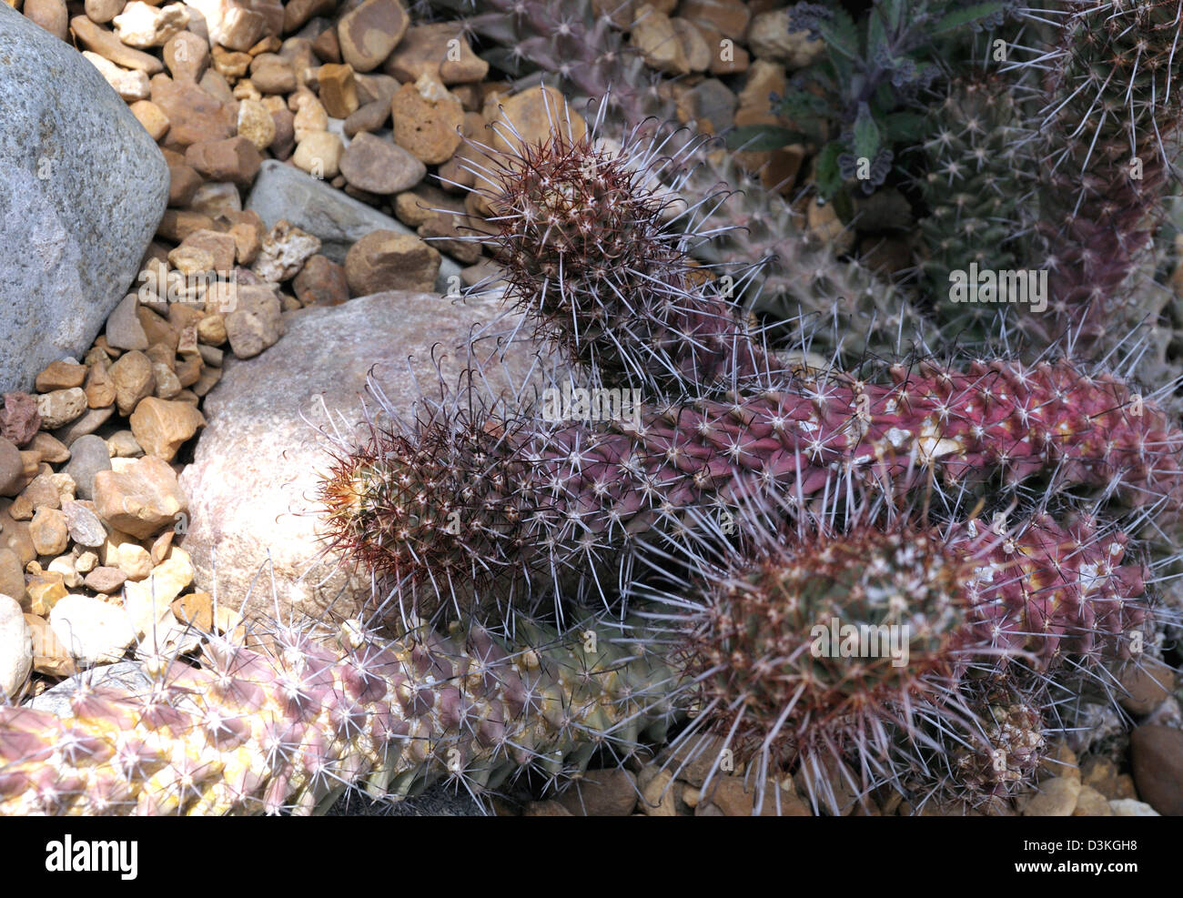The cochemiea cactus plant Stock Photo