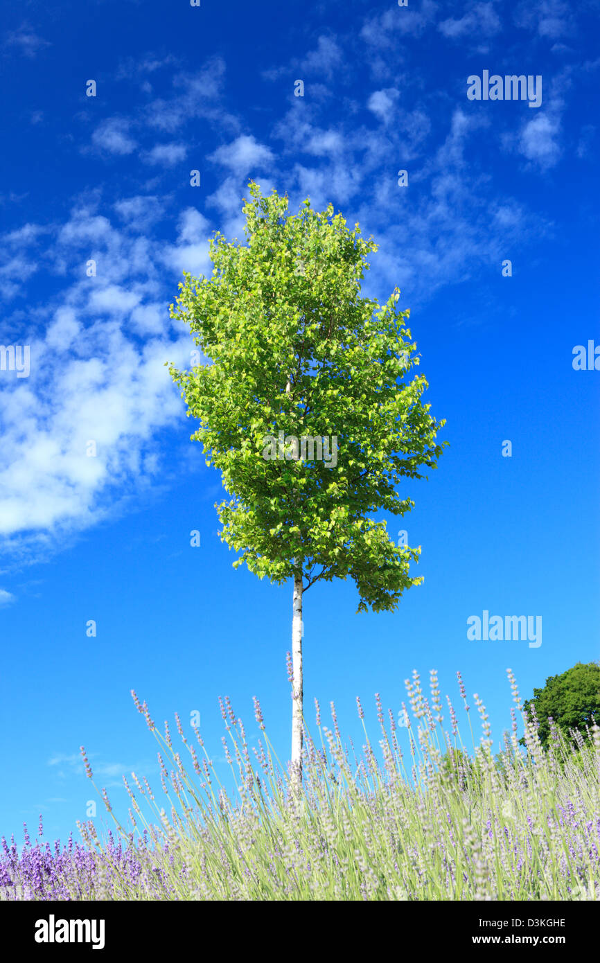 With birch tree and blue sky with clouds Stock Photo - Alamy