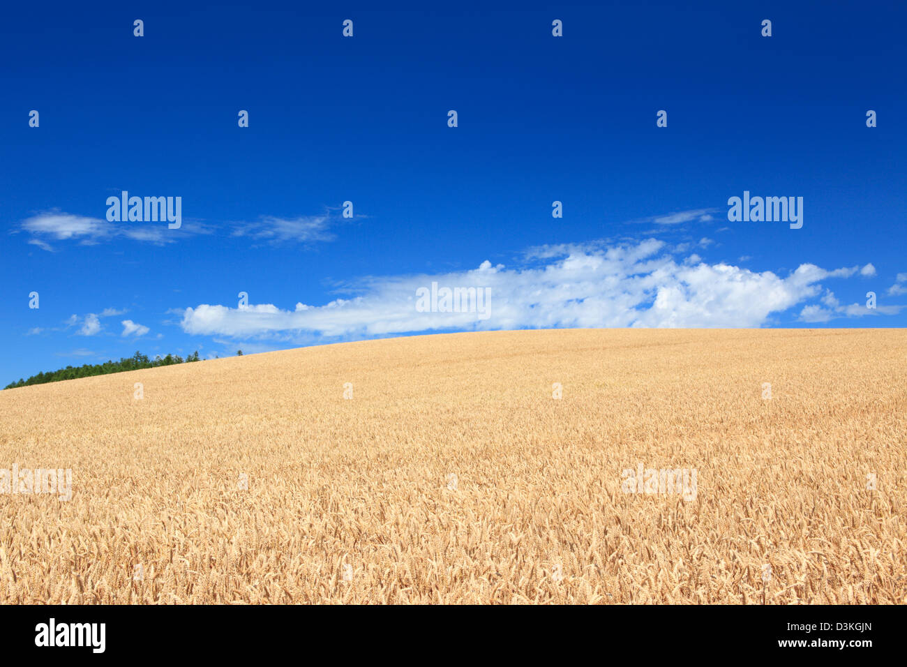 Wheat field and blue sky with clouds Stock Photo - Alamy