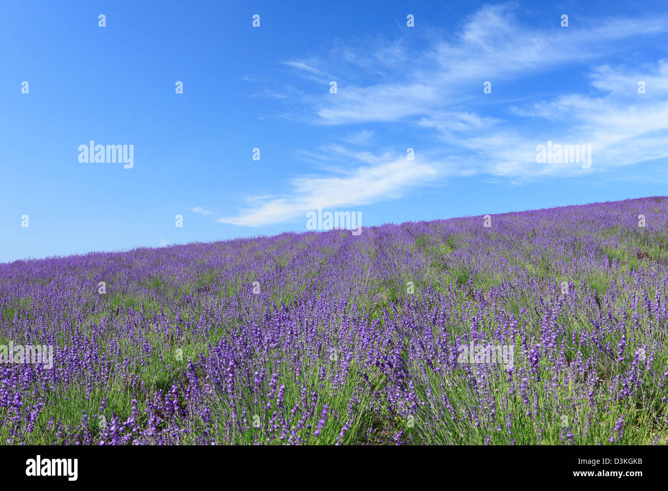Lavender field and blue sky with clouds Stock Photo - Alamy