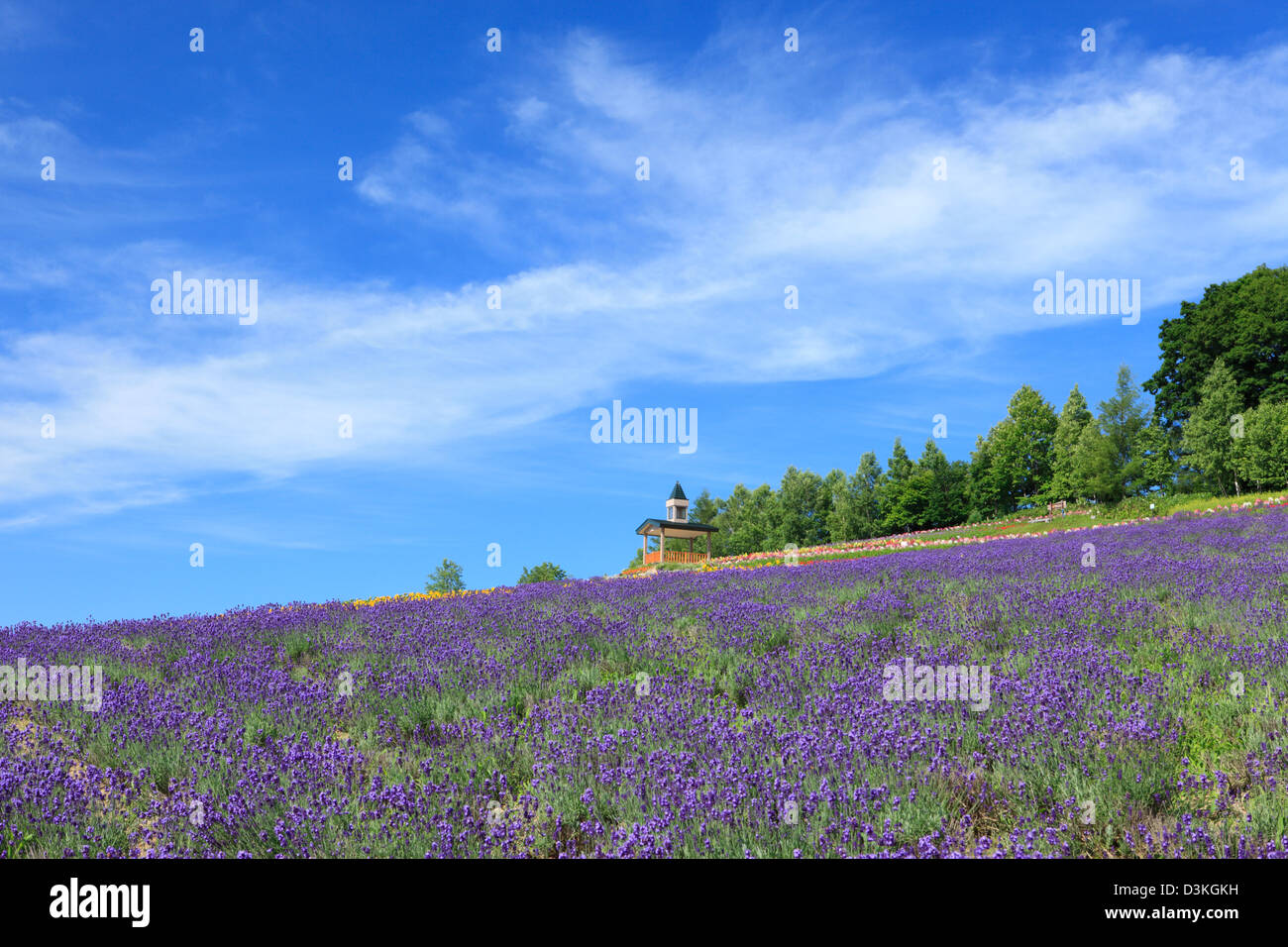 Lavender field and blue sky with clouds Stock Photo - Alamy