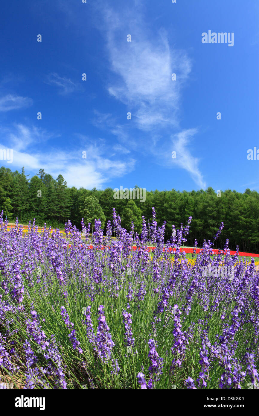 Lavender field and blue sky with clouds Stock Photo - Alamy