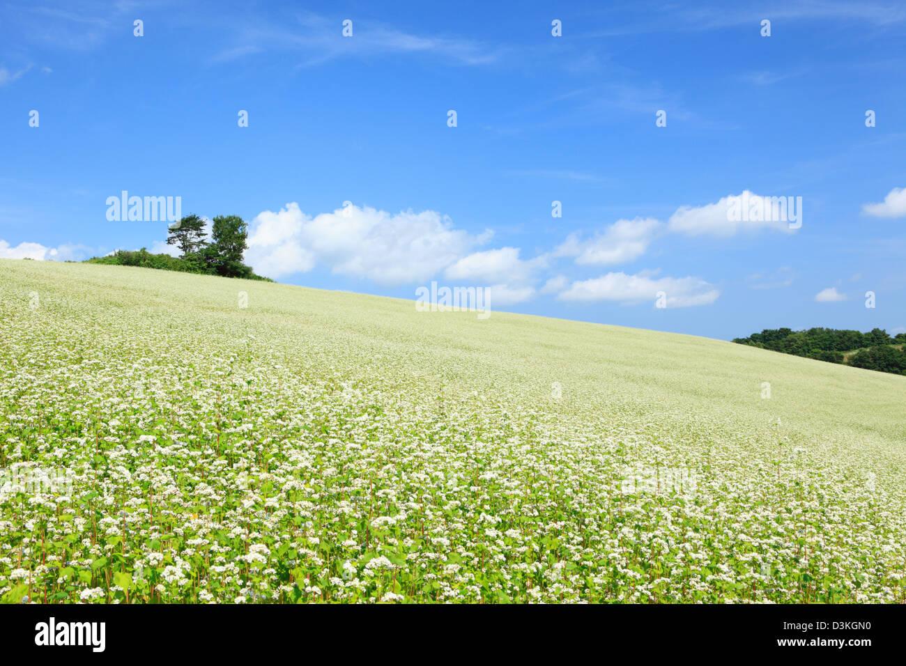 Vegetable Garden in beautiful backyard with blue sky and flowers, Plant &  Flower Stock Photography: G…