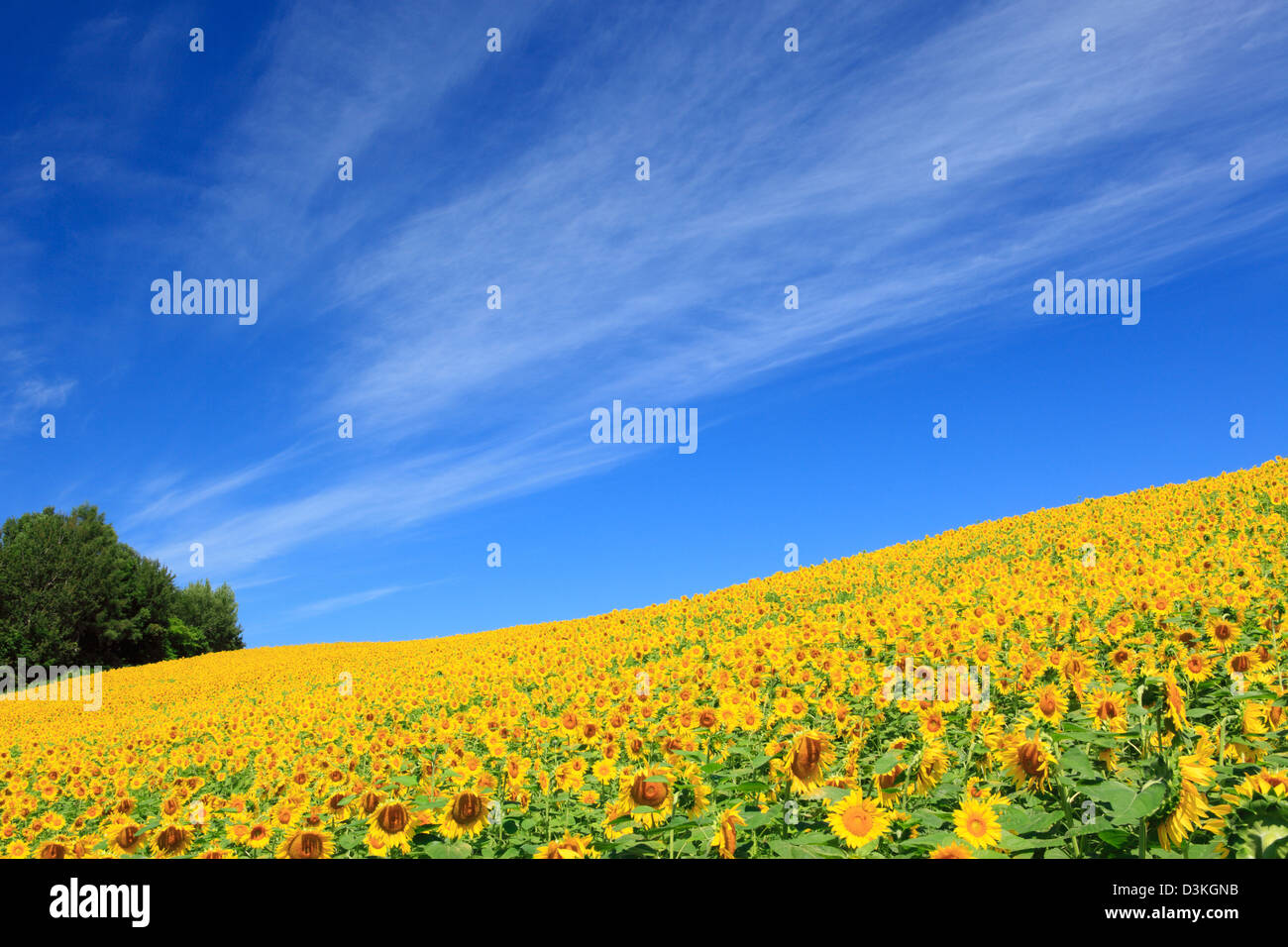 Sunflower field and blue sky with clouds Stock Photo - Alamy
