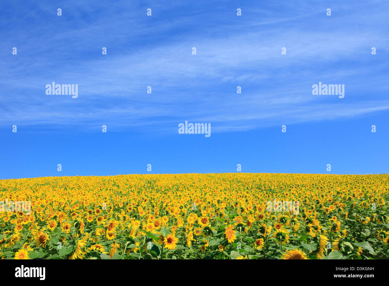 Sunflower field and blue sky with clouds Stock Photo - Alamy