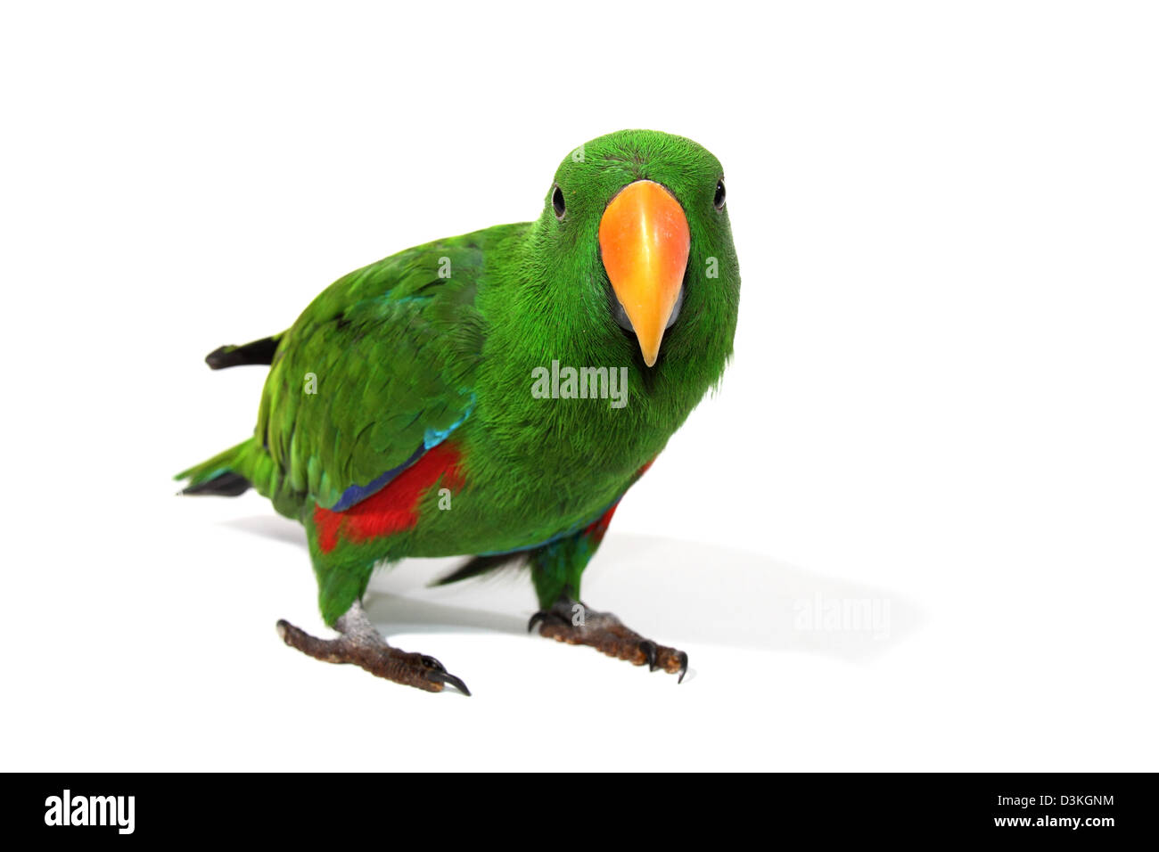 Eclectus parrot male Stock Photo