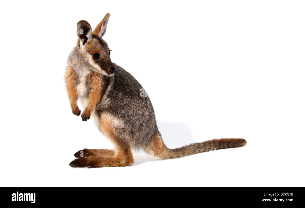 Yellow-footed rock wallaby petrogale xanthopus photographed in a studio suitable for cut-out Stock Photo