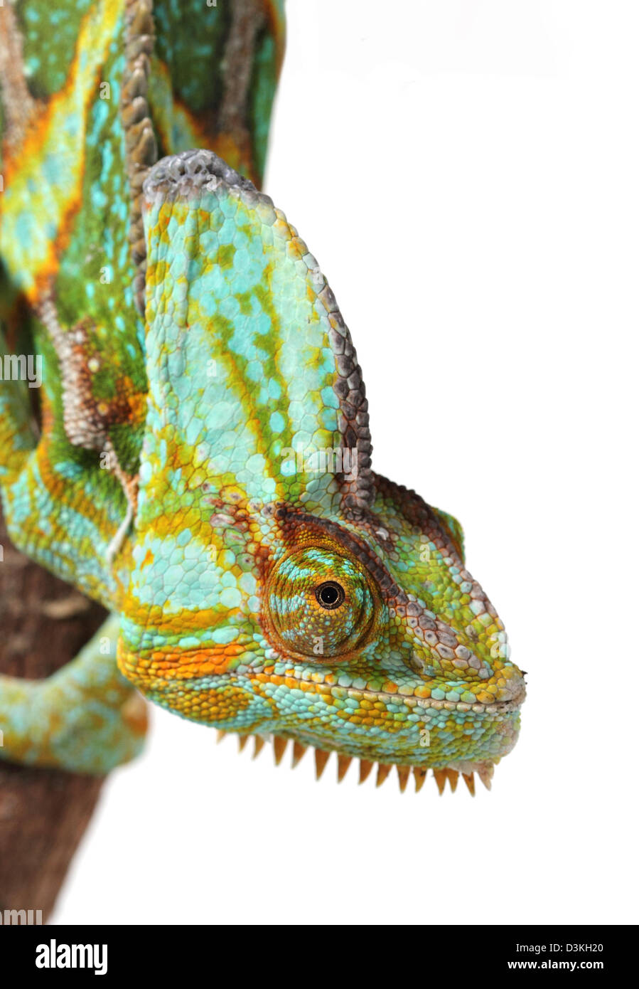 veiled chameleon, Chamaeleo calyptratus photographed in a studio suitable for cut-out Stock Photo