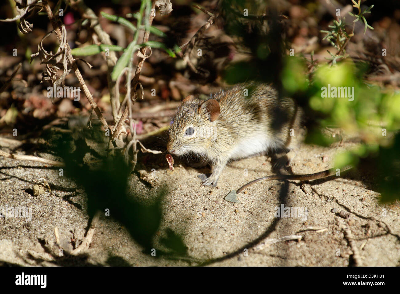 Rhabdomys pumilio (Four-striped grass mouse, Striped field mouse ...