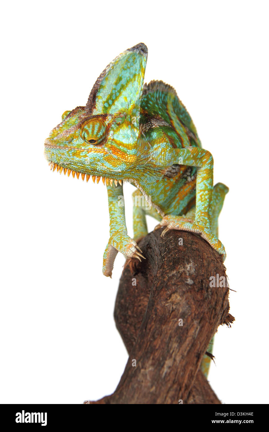 veiled chameleon, Chamaeleo calyptratus photographed in a studio suitable for cut-out Stock Photo