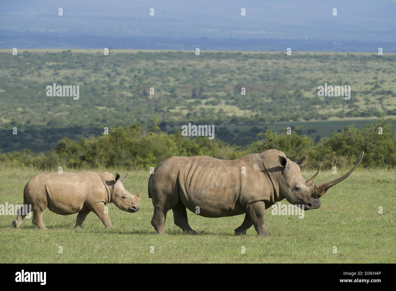 White rhinoceros with calf (Ceratotherium simum), Solio Game Ranch, Laikipia, Kenya Stock Photo