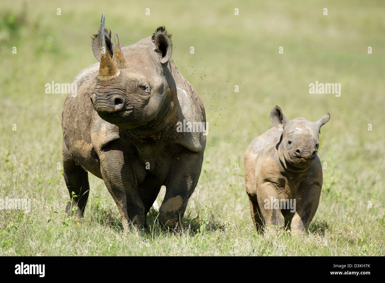 Black rhinoceros with calf (Diceros bicornis), Solio Game Ranch, Laikipia, Kenya Stock Photo