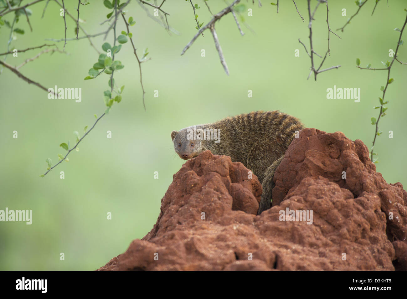 Banded mongoose (Mungos mungo) sitting on a termite mound, Taita Hills Wildlife Sanctuary, Kenya Stock Photo