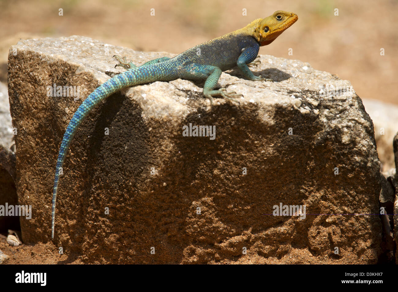 Agama lizard, Taita Hills Wildlife Sanctuary, Kenya Stock Photo