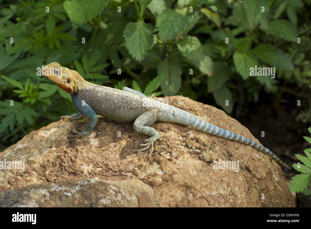 Agama lizard, Taita Hills Wildlife Sanctuary, Kenya Stock Photo