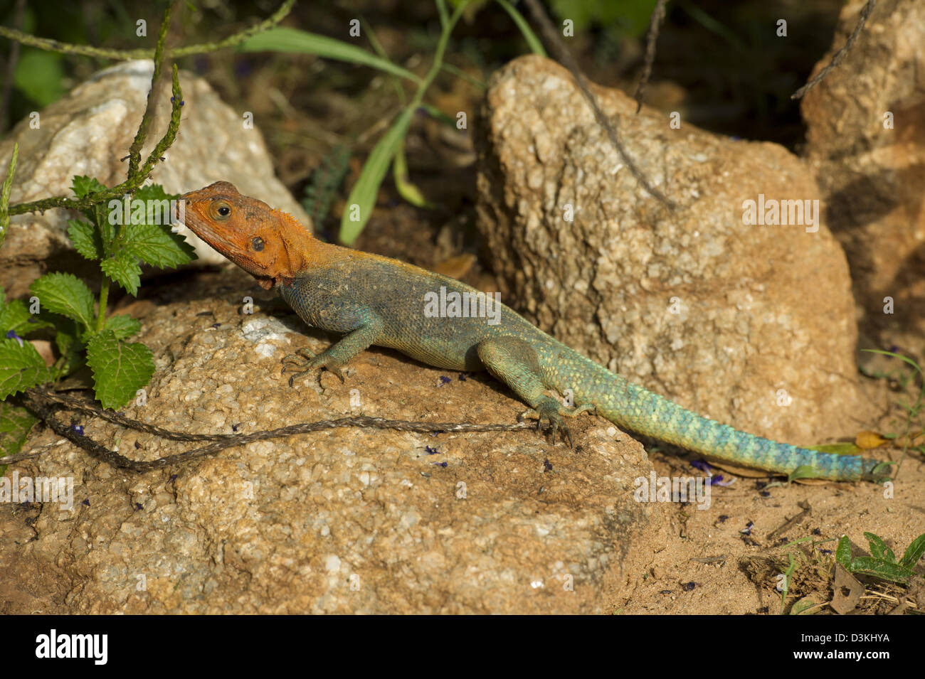 Agama lizard, Taita Hills Wildlife Sanctuary, Kenya Stock Photo