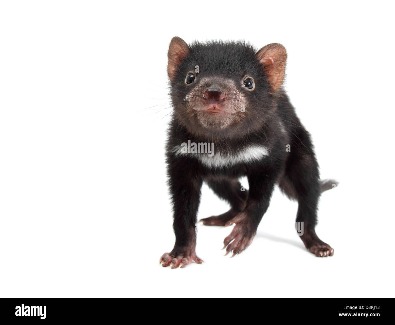 Tasmanian devil juvenile Stock Photo
