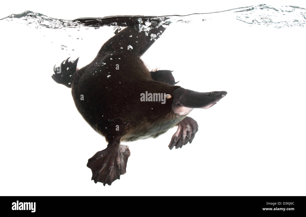 duck-billed platypus ornithorhynchus anatinus photographed in a studio with a white background ready for cut-out Stock Photo