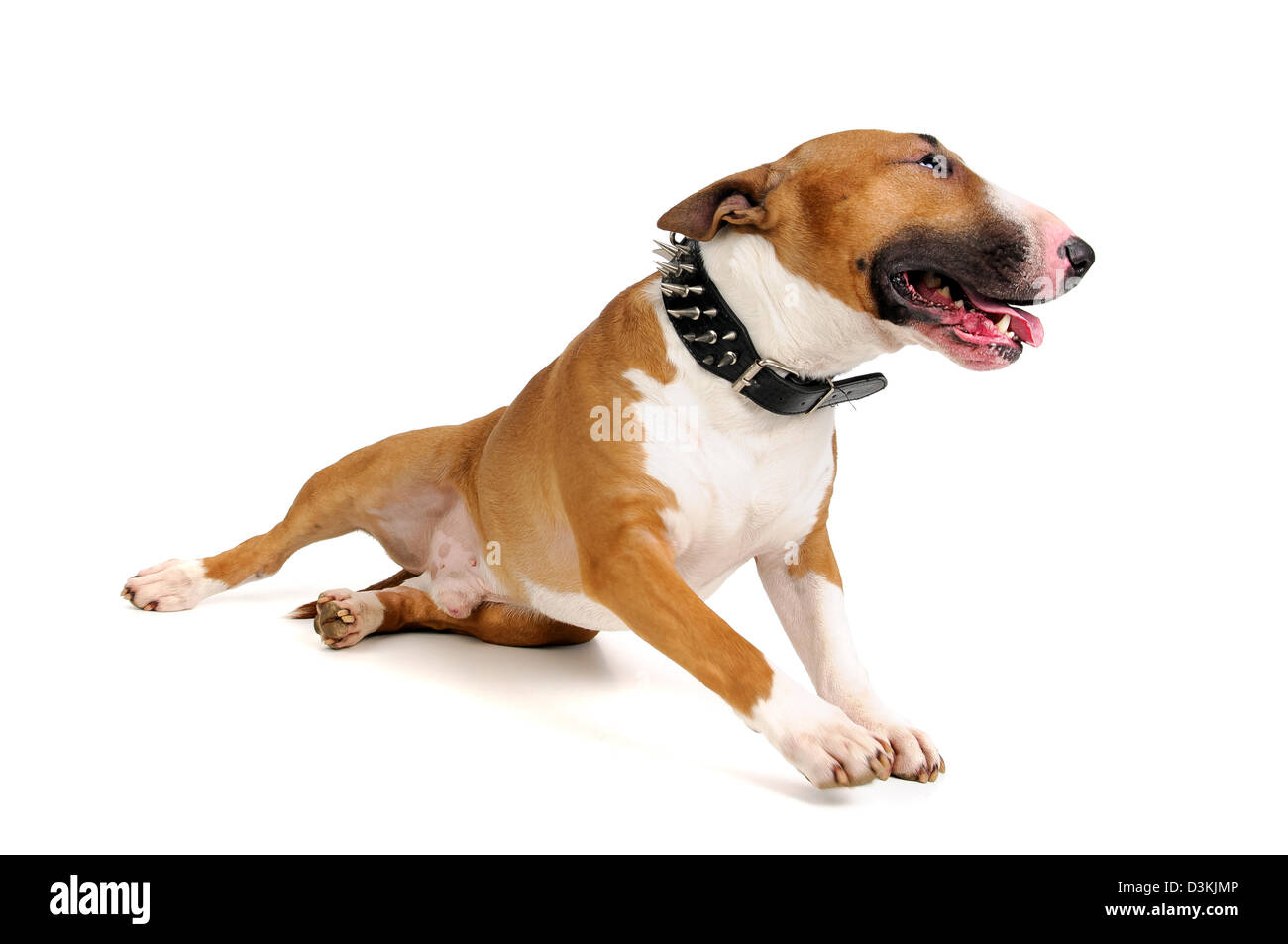 Beautiful young Bull Terrier isolated in white Stock Photo
