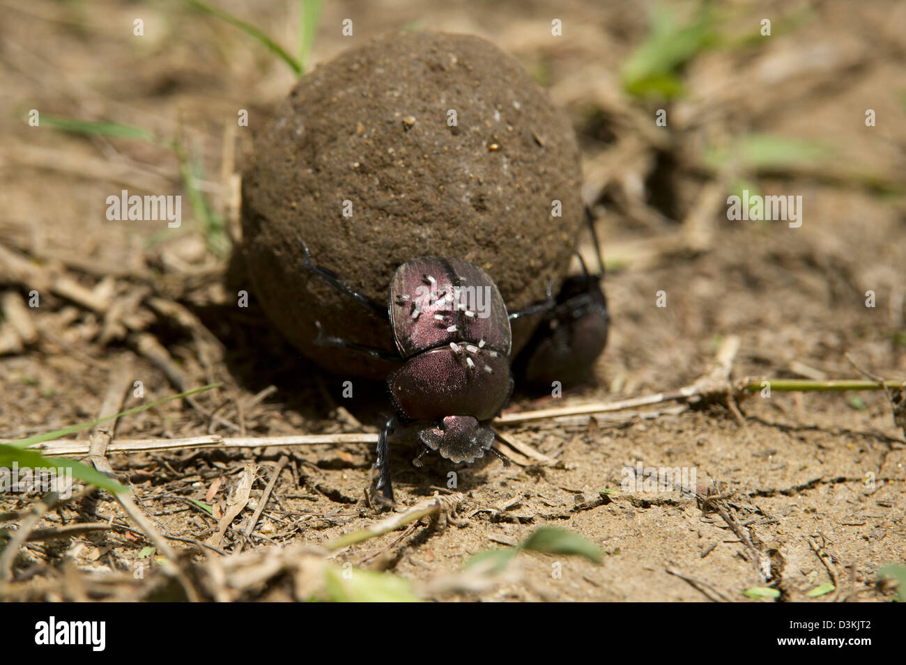 Dung beetles, Tsavo East National Park, Kenya Stock Photo