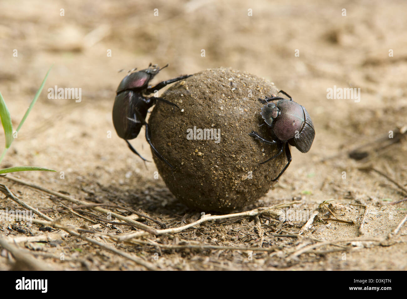 Dung beetles, Tsavo East National Park, Kenya Stock Photo
