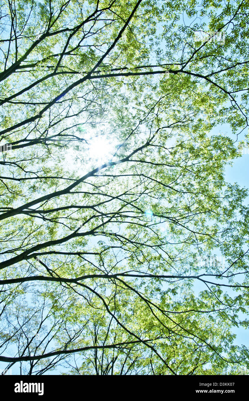 Trees and sunlight Stock Photo Alamy