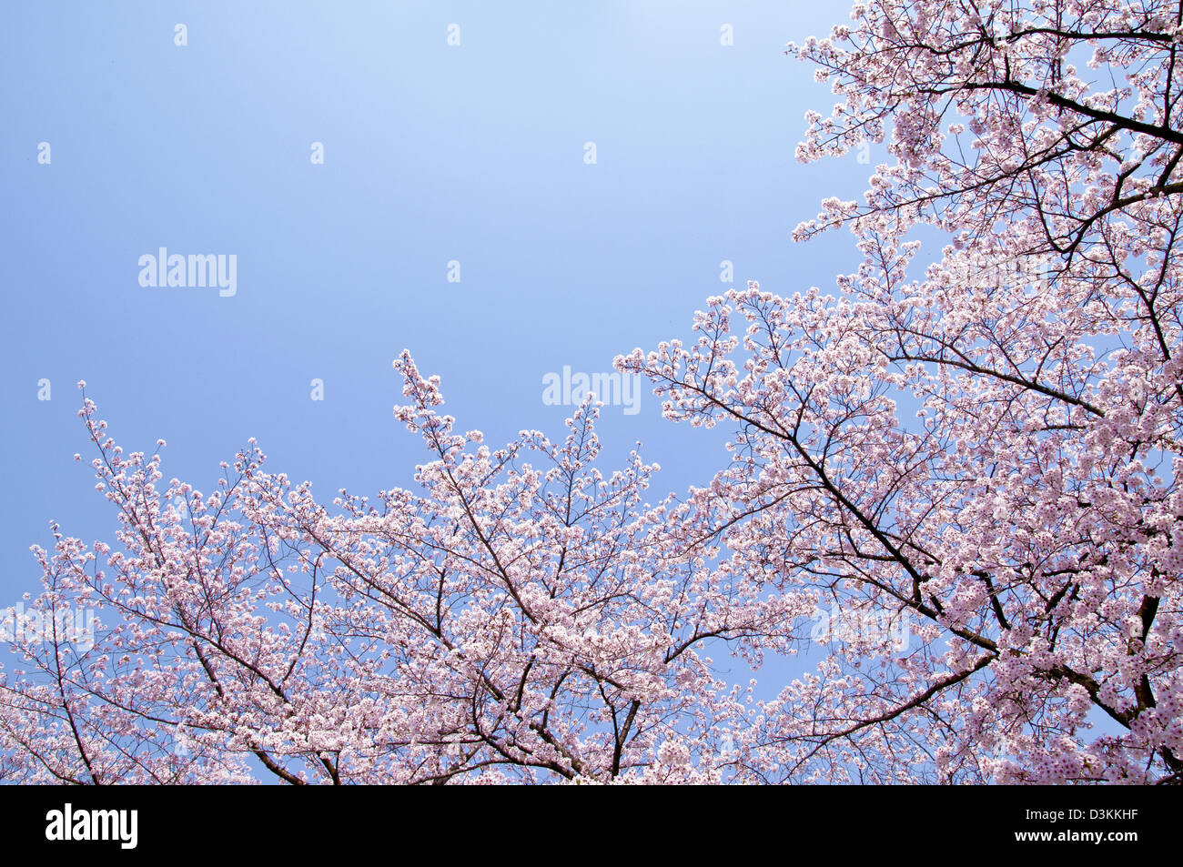 Cherry blossoms and blue sky Stock Photo - Alamy