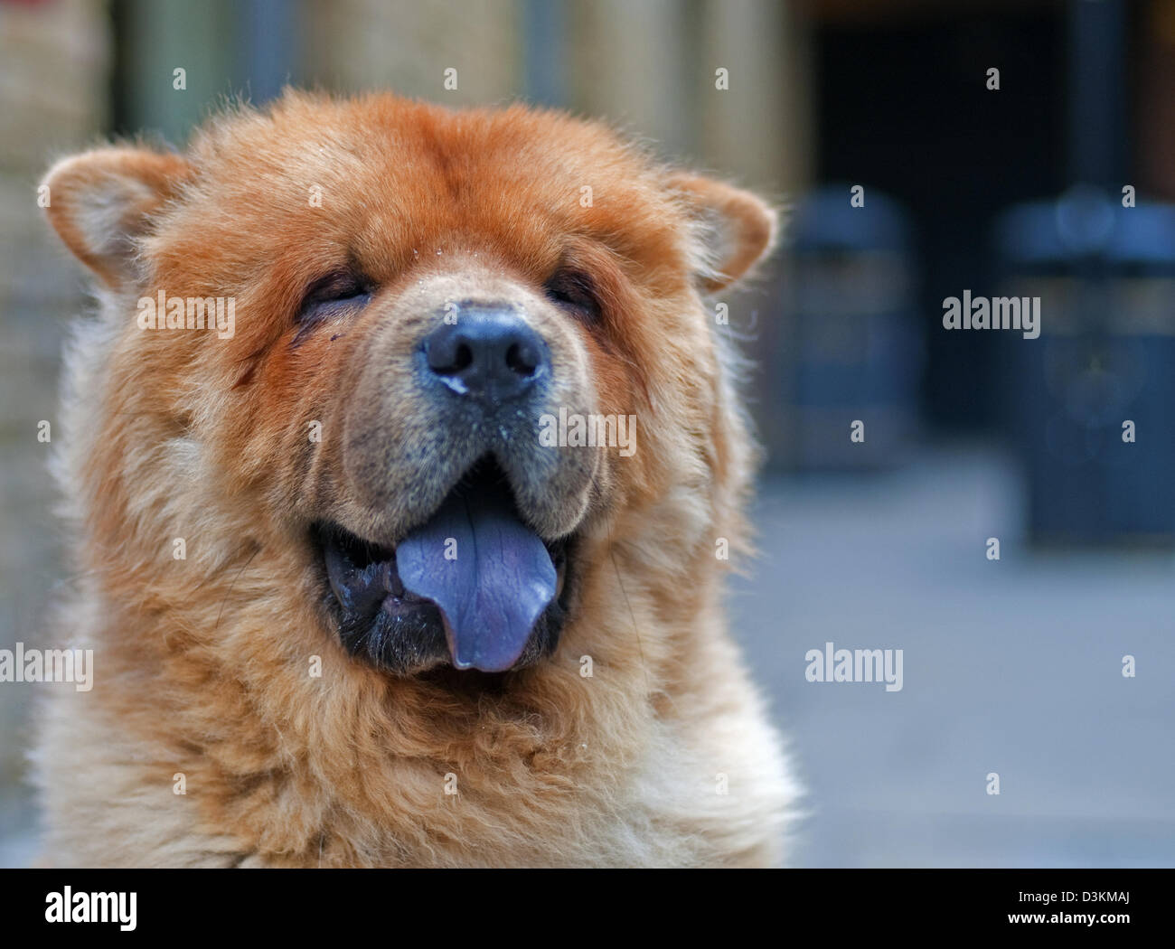 Chow chow dog Stock Photo - Alamy