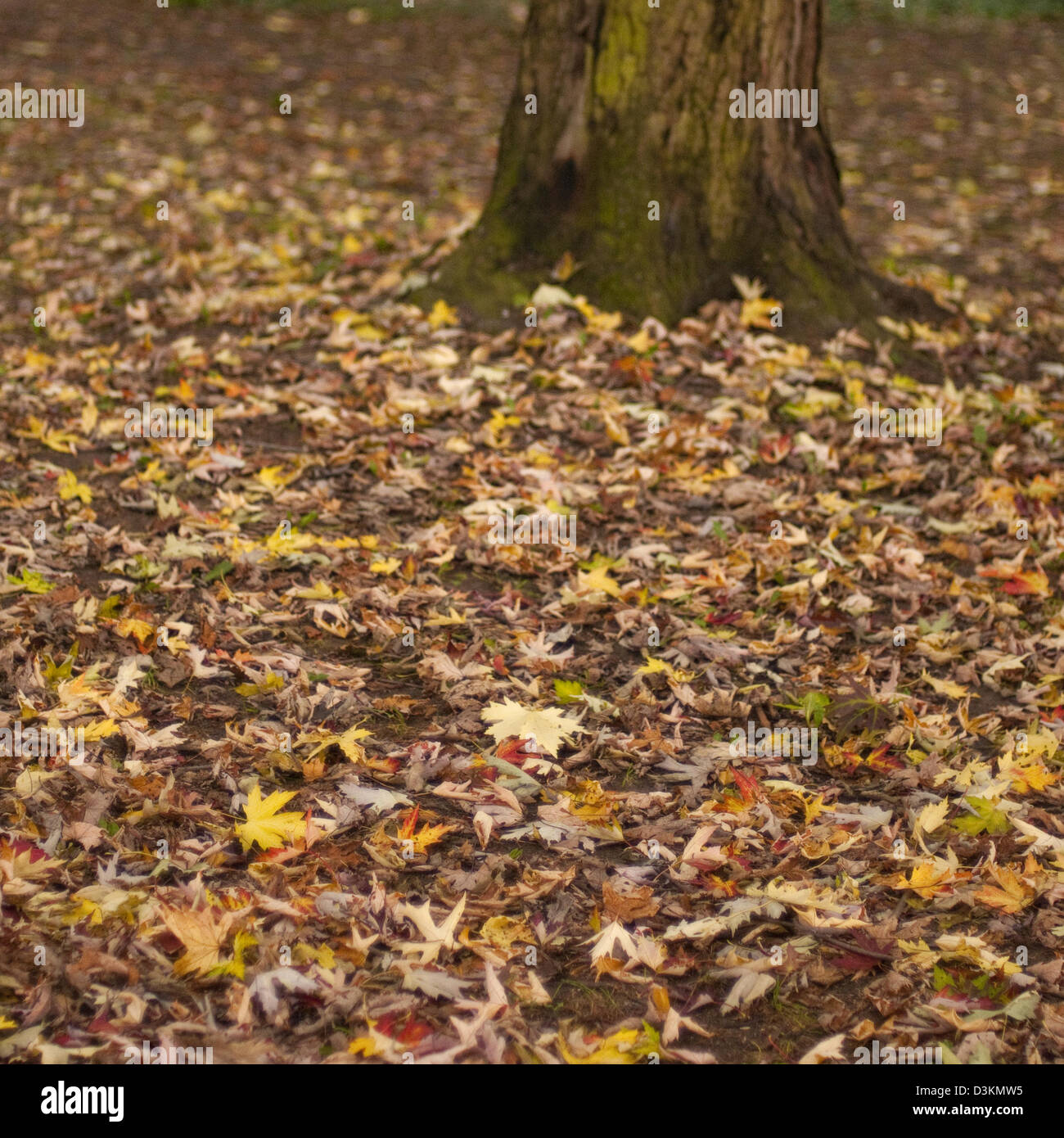 Rustle leaves on trees landscape hi-res stock photography and images ...