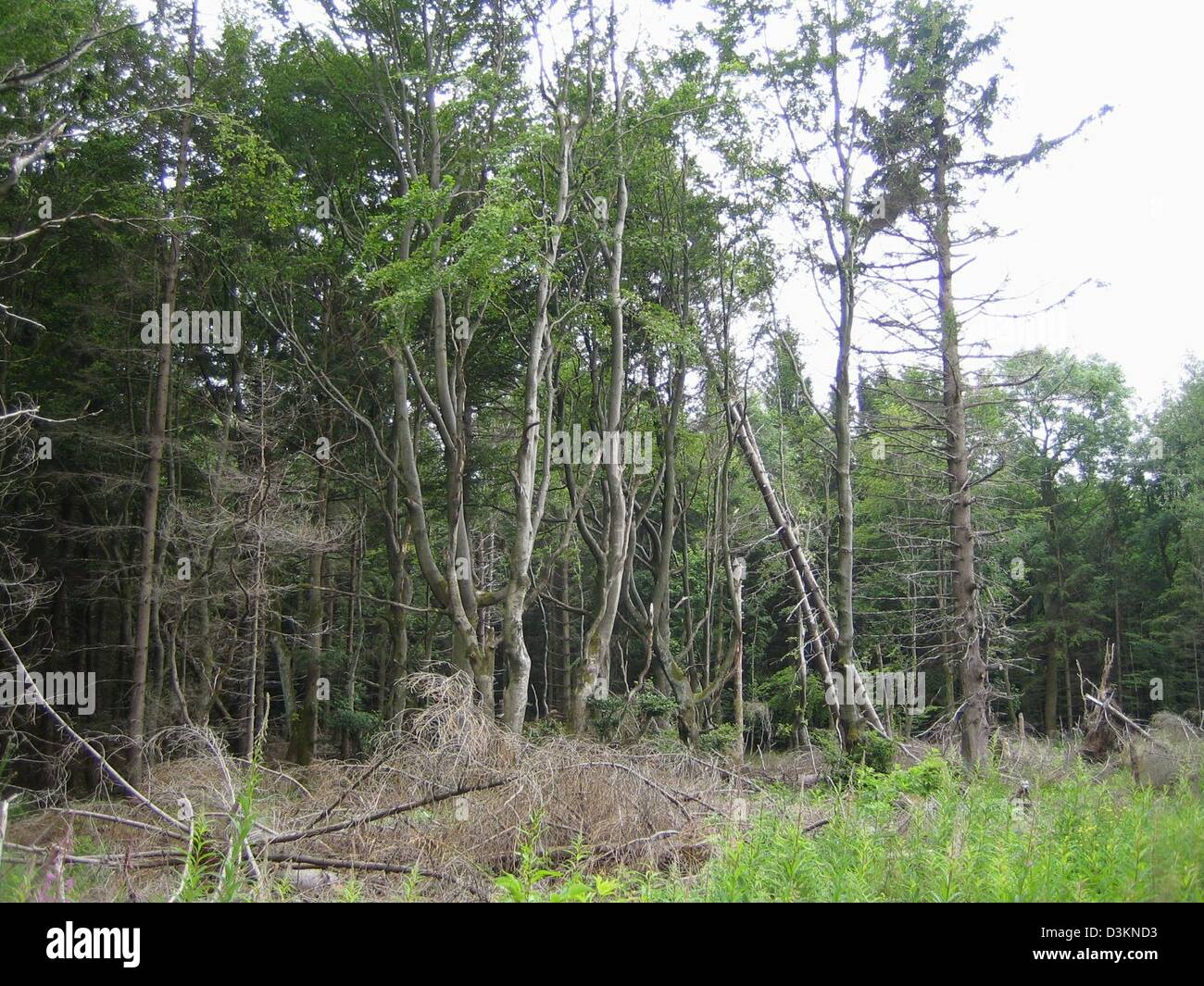 (dpa) - The picture shows dead trees on the edge of a forest in the ...