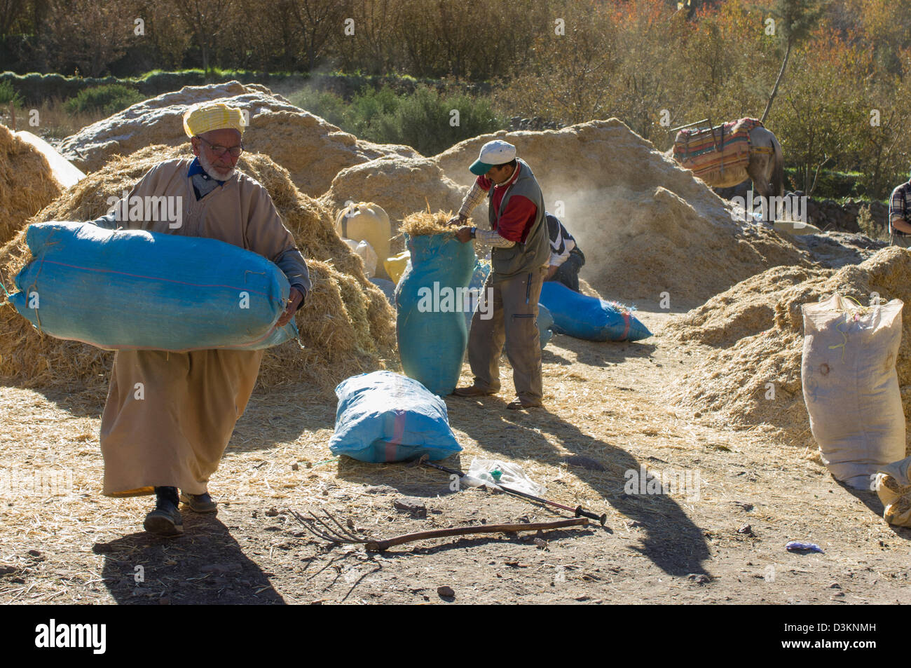 Villagers bagging up fodder into sacks, Aremd Village, near Imlil, Morocco Stock Photo