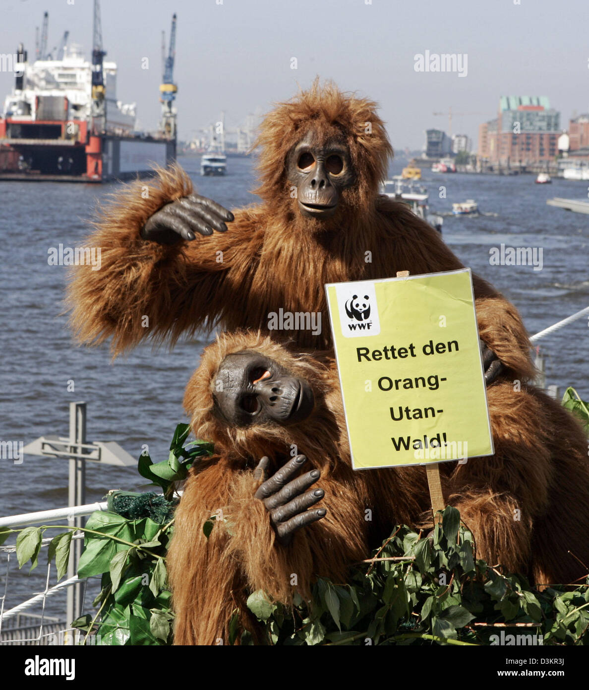 (dpa) - Two environmental campaigners dressed up as orang-utans protest against the destruction of rain forest on board windjammer 'Rickmers Rickmers' moored in the harbour of Hamburg, Germany, Thursday 18 August 2005. The 'apes' are part of aWorld Wide Fund For Nature (WWF) campaign against clear-cutting and poaching in Indonesia. The 'orang-utans' visit roundly 60 German cities.  Stock Photo