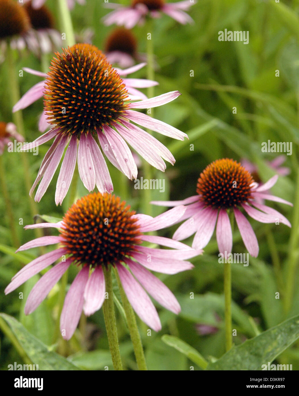 (dpa) A shrub of purple coneflower (echinacea purpurea) pictured in