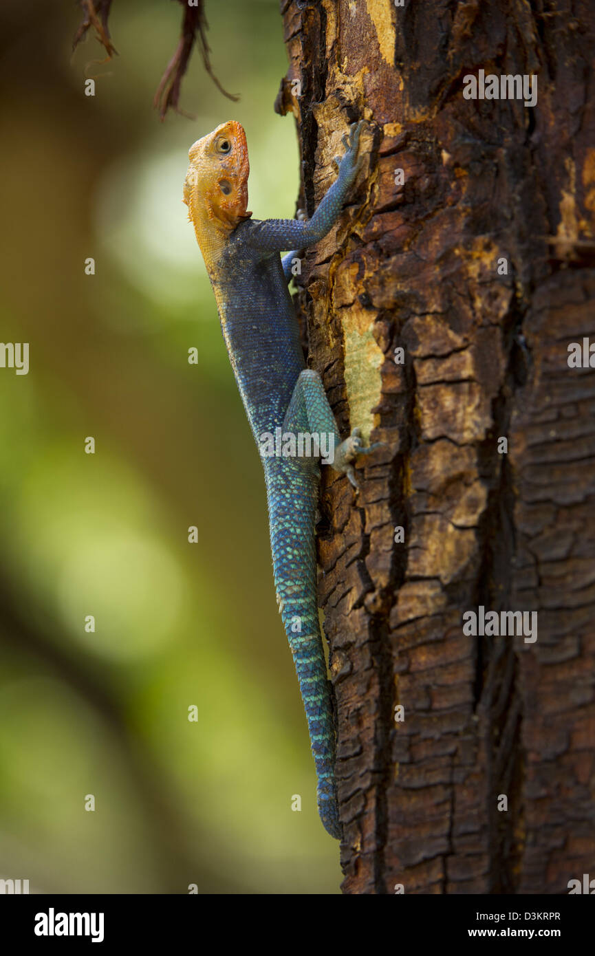 Agama lizard, Tsavo West National Park, Kenya Stock Photo