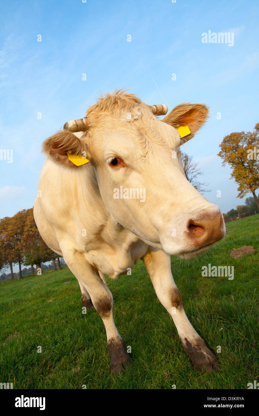 Cow in a grass field Stock Photo - Alamy